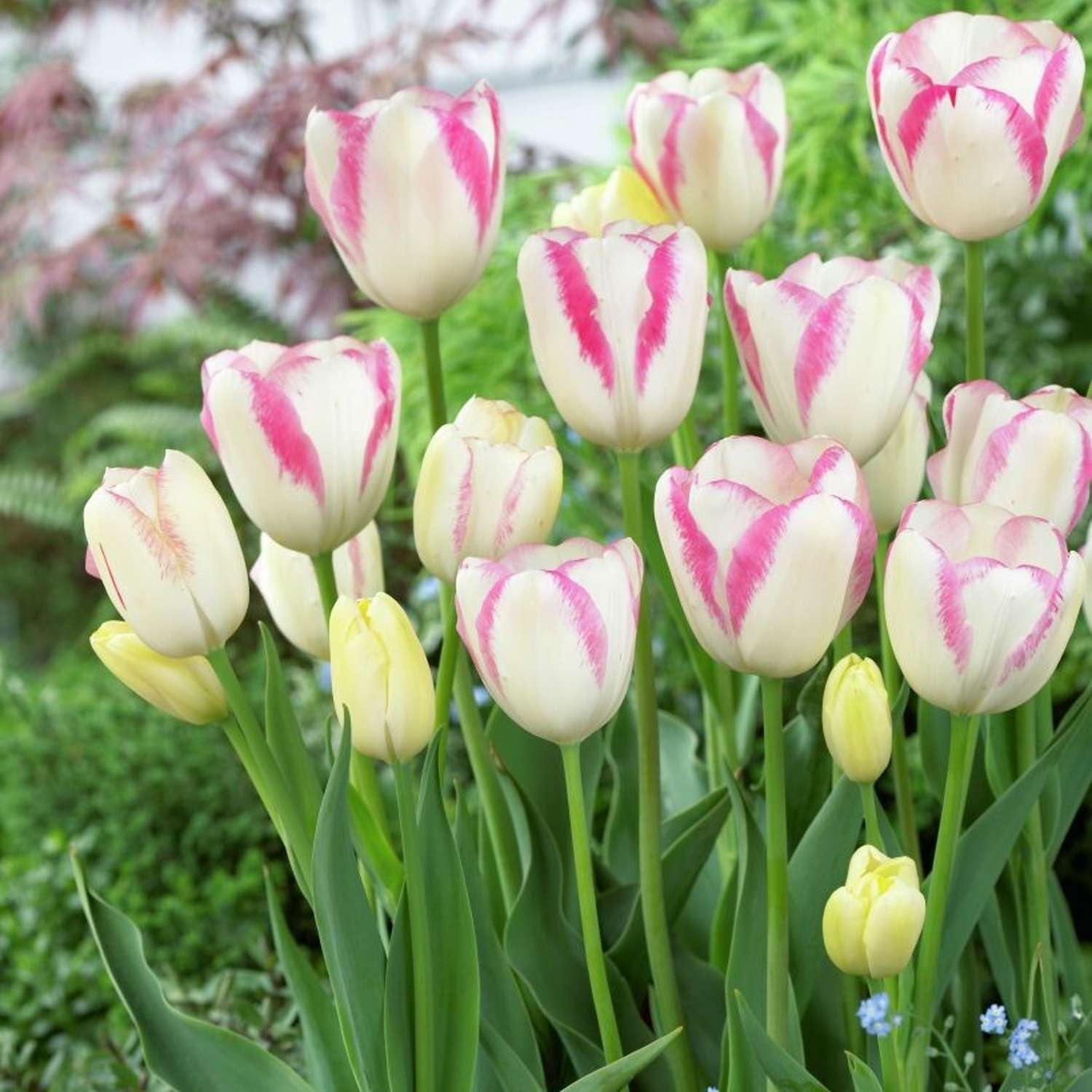 Tulpe 'Graceland'